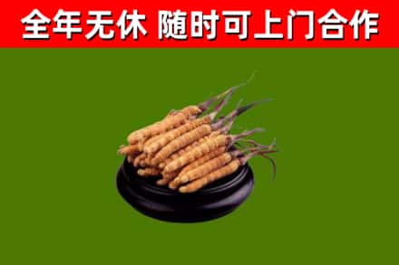 蔡甸烟酒回收冬虫夏草.jpg